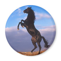 Black Stallion Fridge Magnets