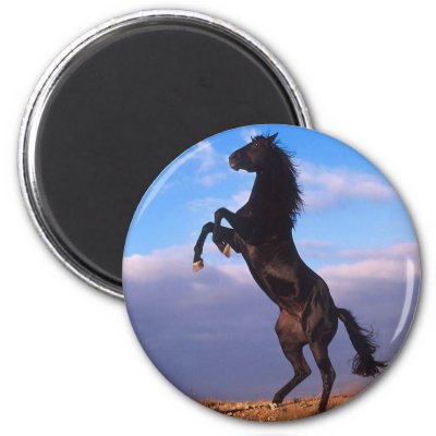 Black Stallion Fridge Magnets