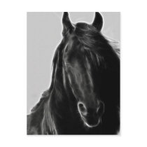 Black Stallion postcards