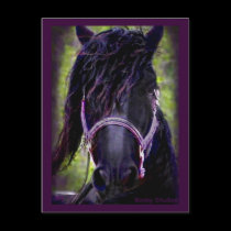 Black Stallion Postcard,customizable