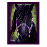 Black Stallion Postcard,customizable