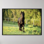 Black Stallion Posters