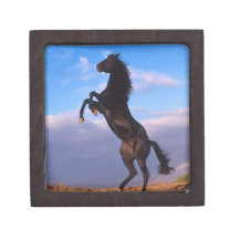 Black Stallion Premium Jewelry Boxes