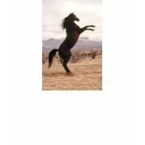 Black Stallion Rearing t-shirts