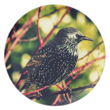 Black Starling Dinner Plate