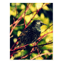 Black Starling Post Card