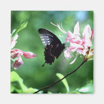 Black Swallowtail (2) Fridge Magnet