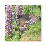 Black Swallowtail 63 ~ magnet