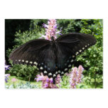 Black Swallowtail 67 ~ ATC Business Cards