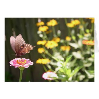 Black Swallowtail Butterfly Card