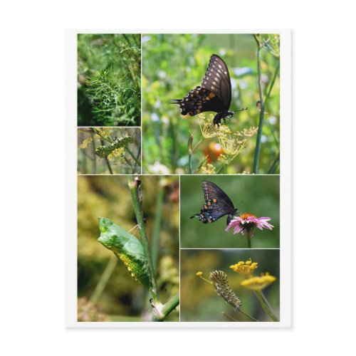 Black Swallowtail Butterfly Life Cycle Postcard postcard