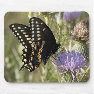 Black Swallowtail Butterfly Mouse Pad mousepad