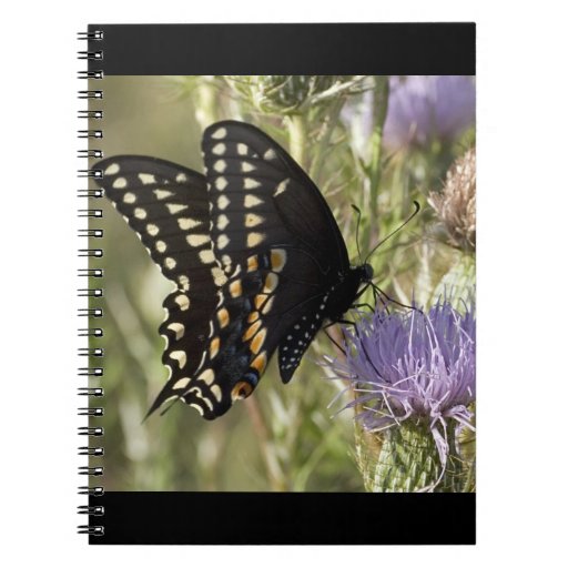 Black Swallowtail Butterfly Notebook