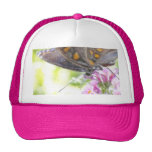 Black Swallowtail Butterfly on Buddleia Bush Hats