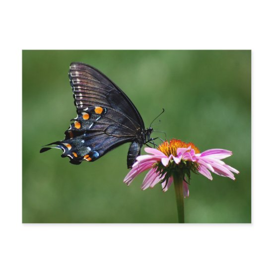 Black Swallowtail Butterfly on Coneflower Postcard