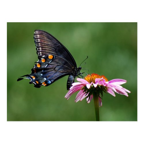 Black Swallowtail Butterfly on Coneflower Postcard