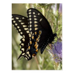 Black Swallowtail Butterfly Postcard
