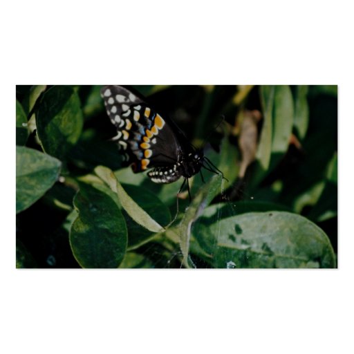 Black swallowtail butterfly, Wichita, Kansas, U.S. Business Card Template (back side)
