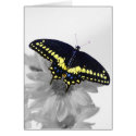 Black Swallowtail cards