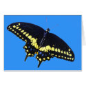 Black Swallowtail cards