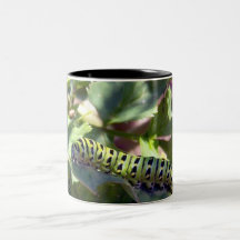 Black Swallowtail Caterpillar 1 Mug