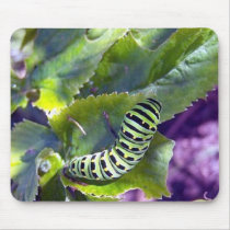 Black Swallowtail Caterpillar 2 Mousepad