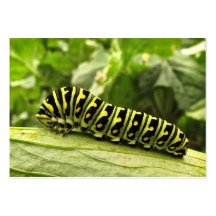 Black Swallowtail Caterpillar ATC Business Cards