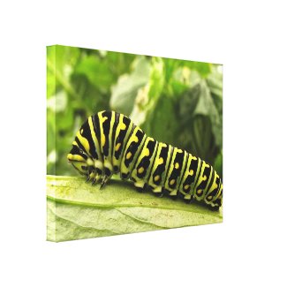 Black Swallowtail Caterpillar Canvas Prints