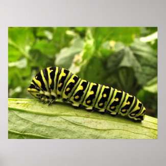 Black Swallowtail Caterpillar Posters