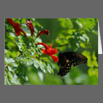 Black Swallowtail Greeting Card cards