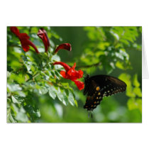 Black Swallowtail Greeting Card