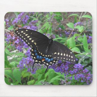 Black Swallowtail ~ mousepad mousepad