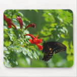 Black Swallowtail Mousepad