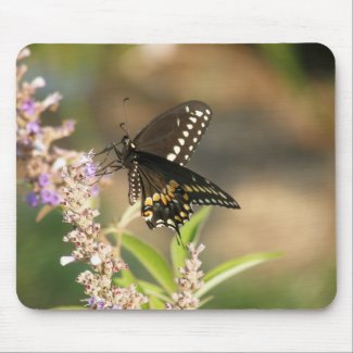 Black Swallowtail on Chaste mousepad