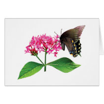 Black Swallowtail on Pink Lantana cards by SusanSavad Black Swallowtail on Pink Lantana cards