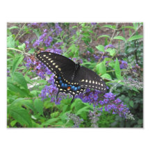 Black Swallowtail ~ Photo
