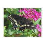 Black Swallowtail Postcard