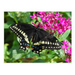 Black Swallowtail Postcard