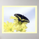 Black Swallowtail posters