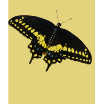 Black Swallowtail t-shirts