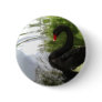 Black Swan 1 Pond Ripples