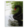 Black Swan 1 Pond Ripples