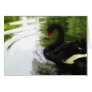Black Swan 1 Pond Ripples