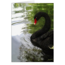 Black Swan 1 Pond Ripples cards
