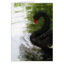 Black Swan 1 Pond Ripples cards