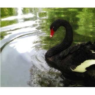 Black Swan 1 Pond Ripples mousepad