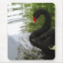 Black Swan 1 Pond Ripples