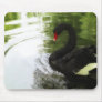 Black Swan 1 Pond Ripples
