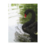 Black Swan 1 Pond Ripples