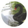 Black Swan 1 Pond Ripples